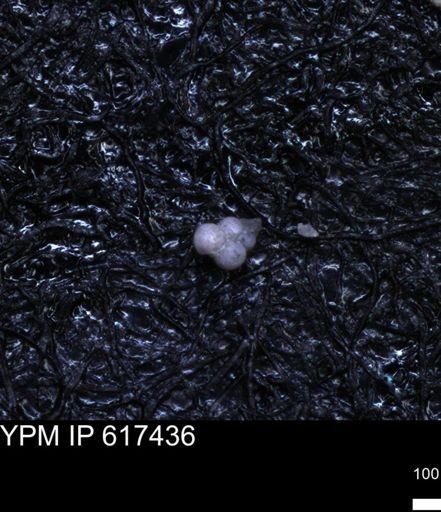 undet. Heterohelicidae