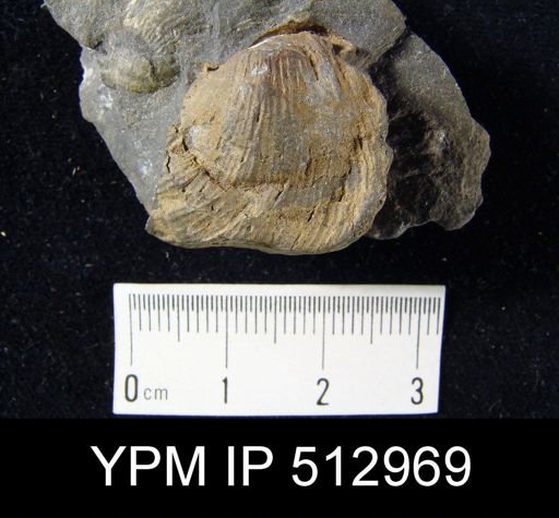 Diaphragmus sp.