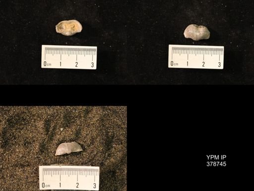 Marginifera wabashensis