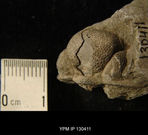 Phacops rana
