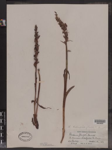 Habenaria flava