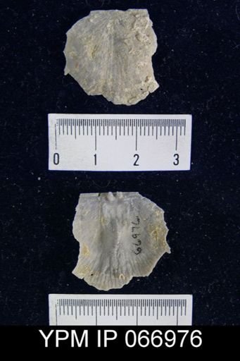 Strophonella reversa