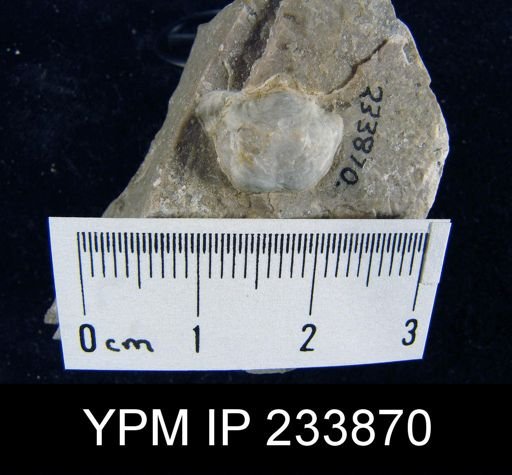 Marginifera splendens
