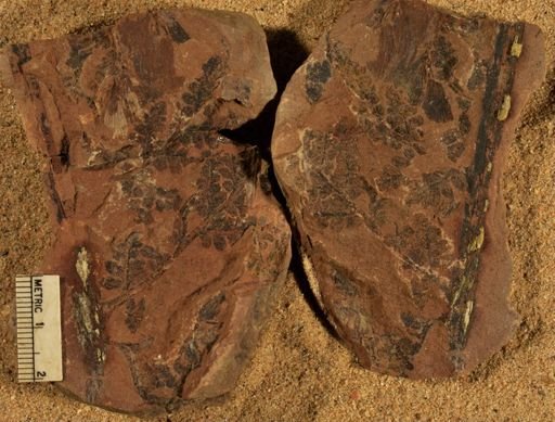 Pecopteris sp.