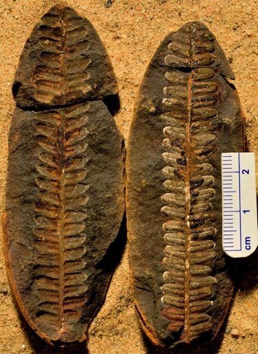 Pecopteris