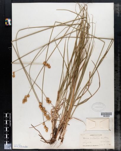Carex bicknellii