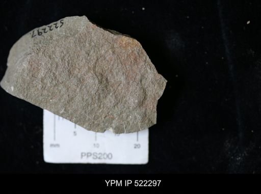 Graptolithina?