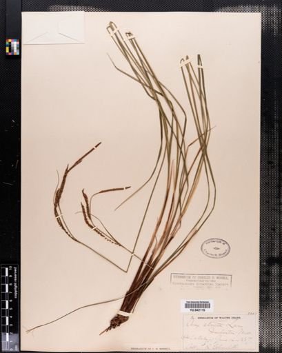 Carex stricta