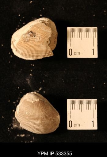 Nucula pectinata