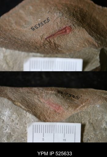 undet. Hyolithida