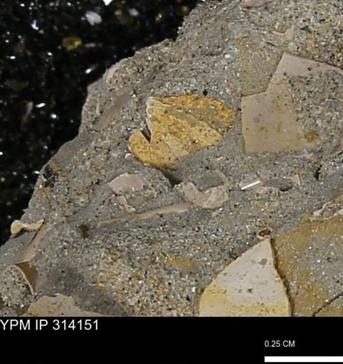 undet. Mollusca