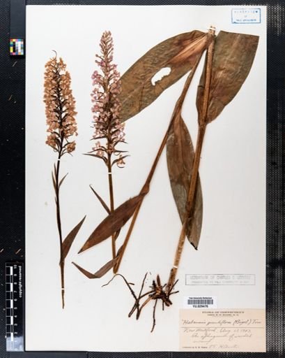 Habenaria
