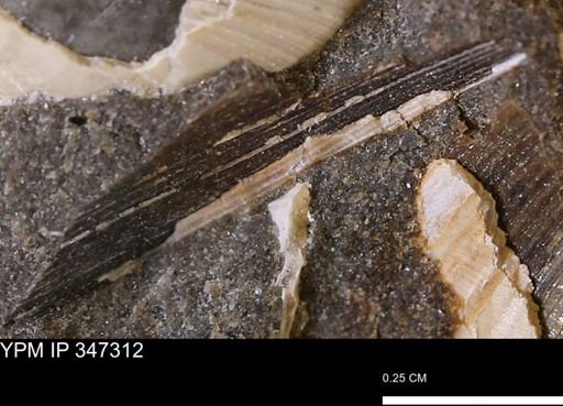 undet. Bivalvia