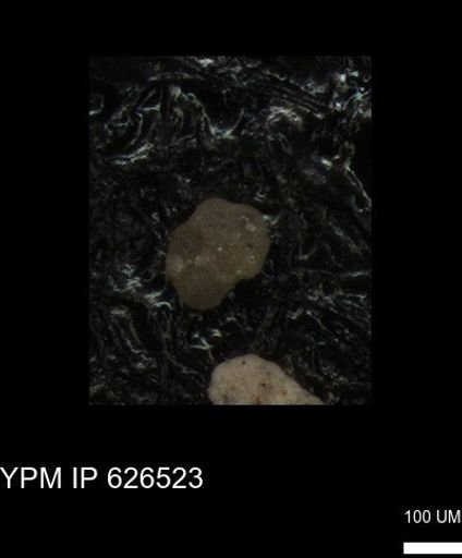 undet. Foraminiferida