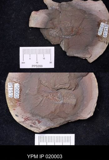 Anthracaris gracilis