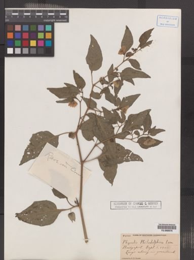 Physalis subglabrata