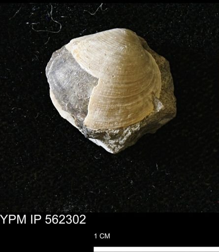 Limopsis striatopunctatus