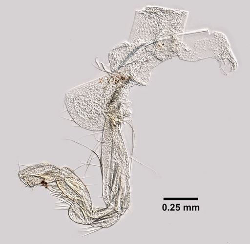 Crangonyx hobbsi