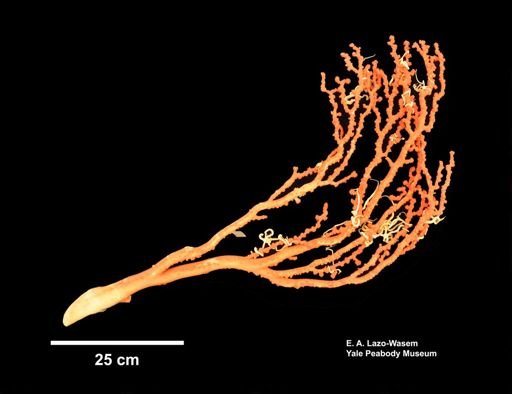 Paragorgia johnsoni