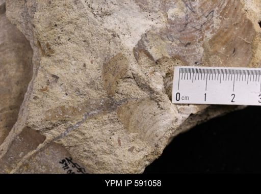 Inoceramus sp.