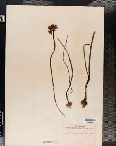 Dichelostemma
