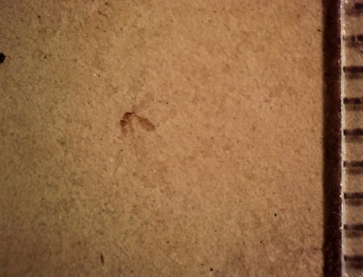 undet. Diptera