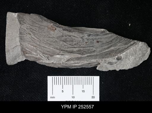undet. Eurypterida