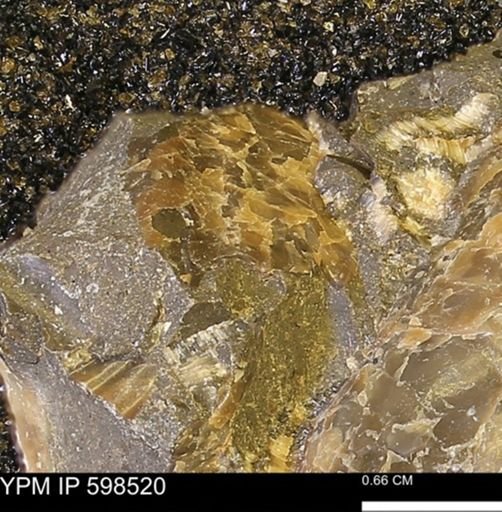 Inoceramus sp.