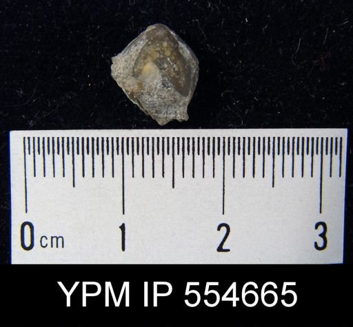 Hyattidina congesta junea