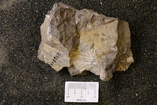 undet. Scaphitidae