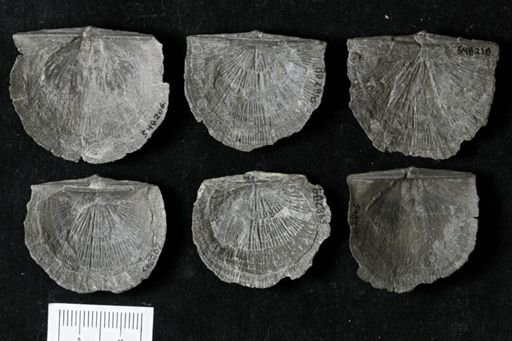 Stropheodonta demissa
