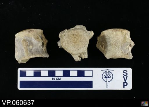 undet. Mosasauridae