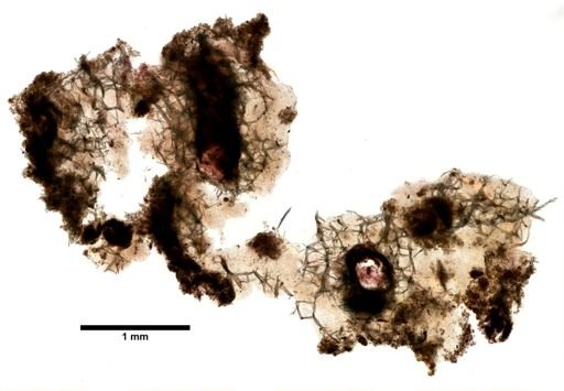 Haliclona canaliculata