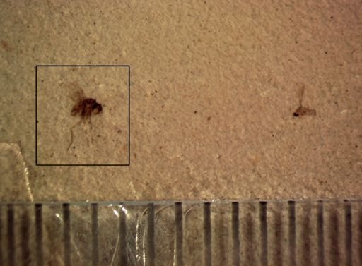 undet. Diptera