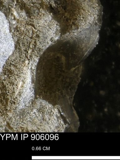 undet. Bivalvia