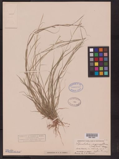 Sporobolus vaginiflorus