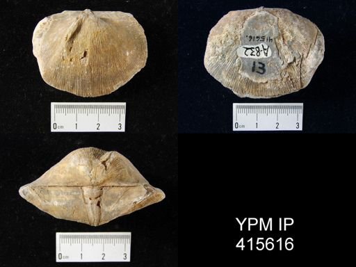 Derbyia sp.