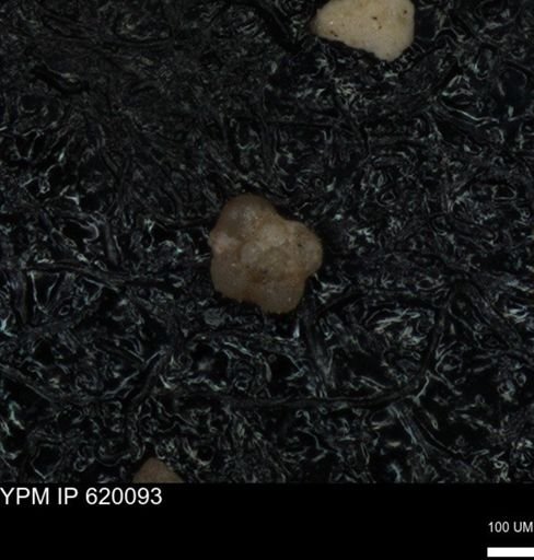 undet. Foraminiferida
