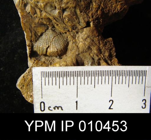 Productus gratiosus