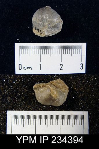 Marginifera wabashensis
