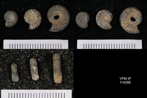 Celtites buchi