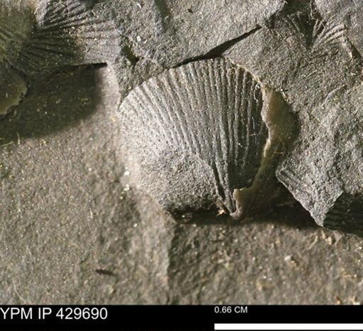 Devonochonetes sp.