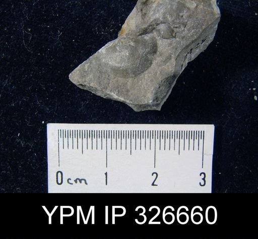 Leptaena nitens