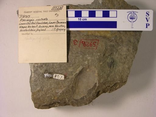 Pteraspis rostrata