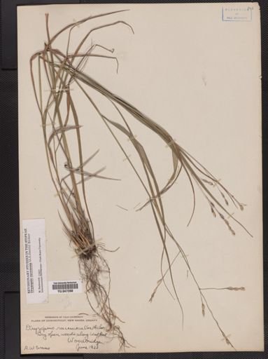 Oryzopsis racemosa