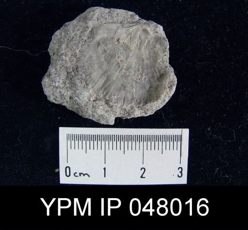 Schizoramma fissiplicata