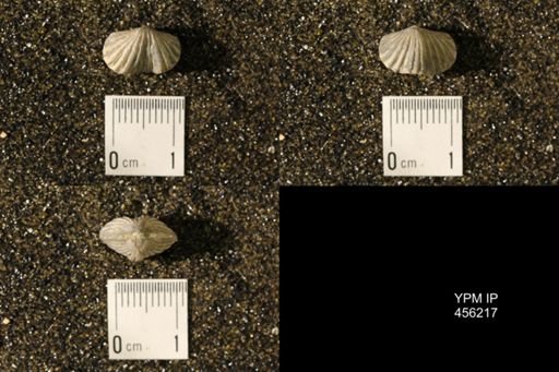 Platystrophia biforata
