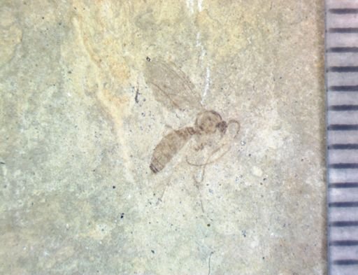 undet. Nematocera
