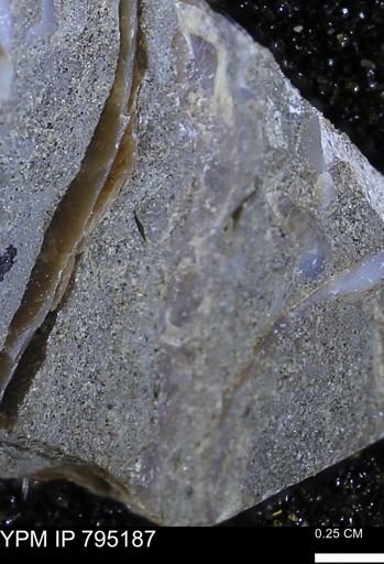 undet. Bivalvia