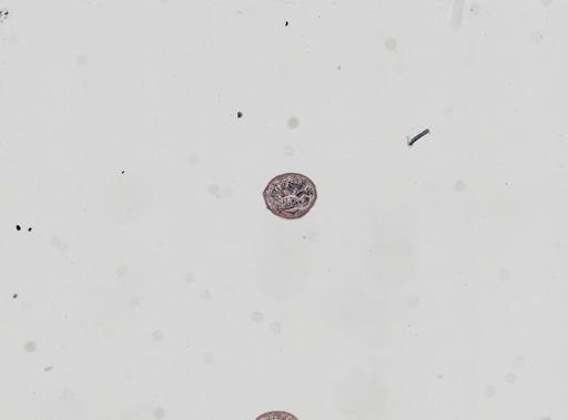 Plagiostomum whitmani